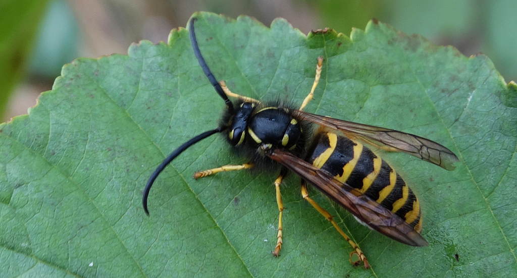 Osa pospolita (Vespula vulgaris)