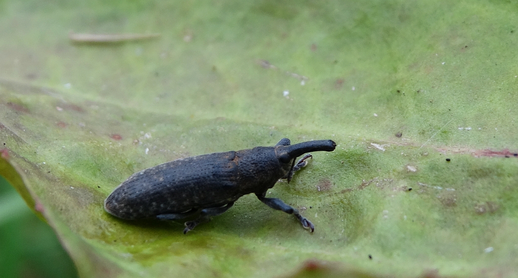 Lixus (Dilixellus) bardanae
