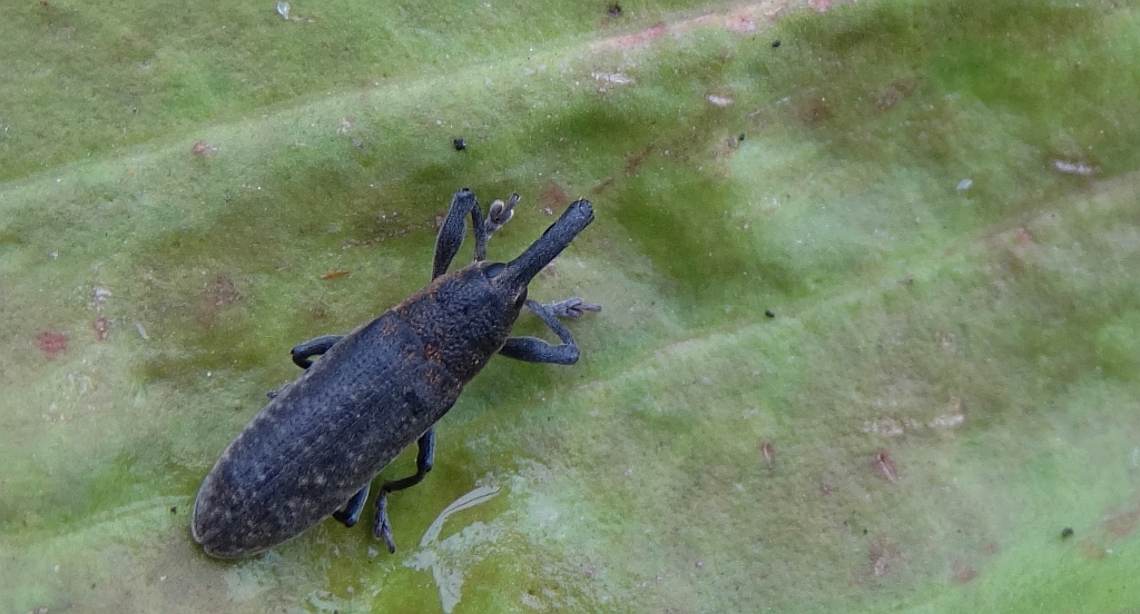 Lixus (Dilixellus) bardanae