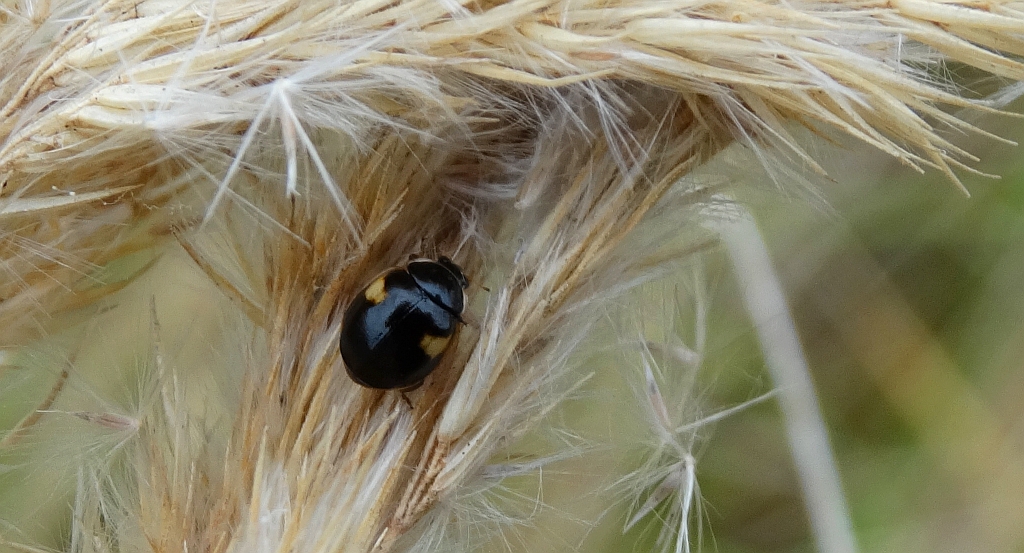 Biedronka dwukropka (Adalia bipunctata)