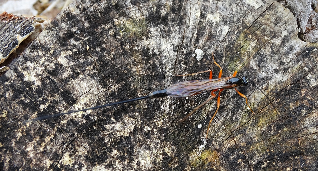 Kłowacznik władczy (Dolichomitus imperator)