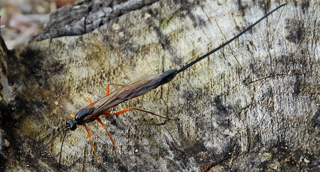 Kłowacznik władczy (Dolichomitus imperator)