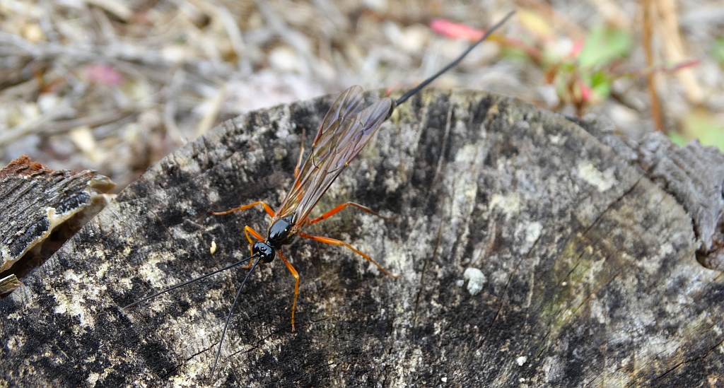 Kłowacznik władczy (Dolichomitus imperator)