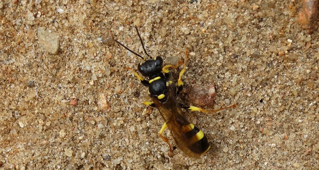 Miodwa łąkowa (Mellinus arvensis)