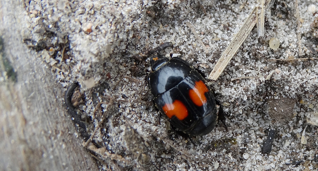 Gnilik (Margarinotus purpurascens)