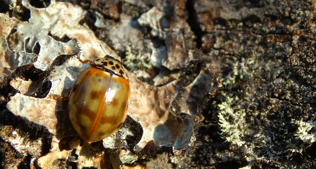 Harmonia quadripunctata
