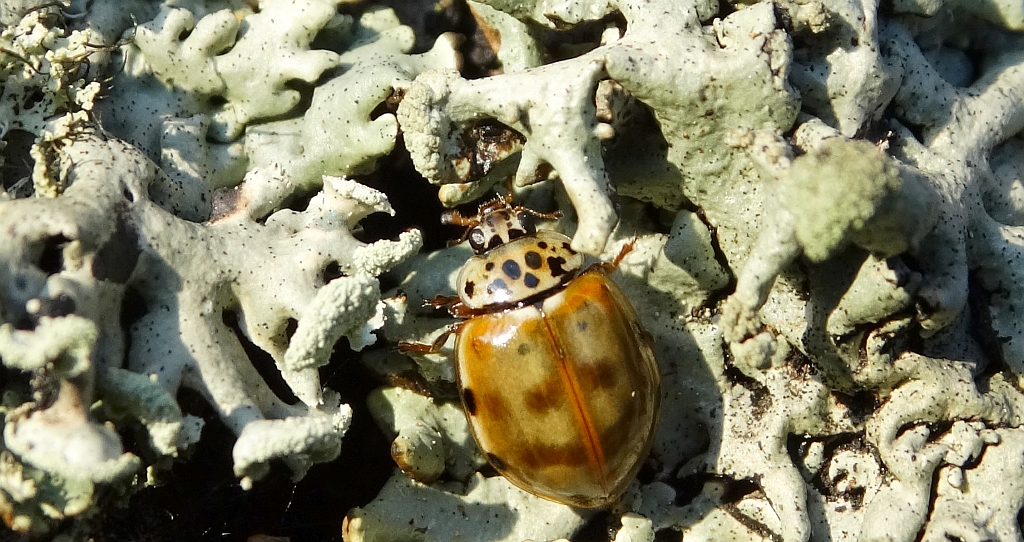 Harmonia quadripunctata