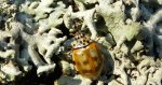 Harmonia quadripunctata