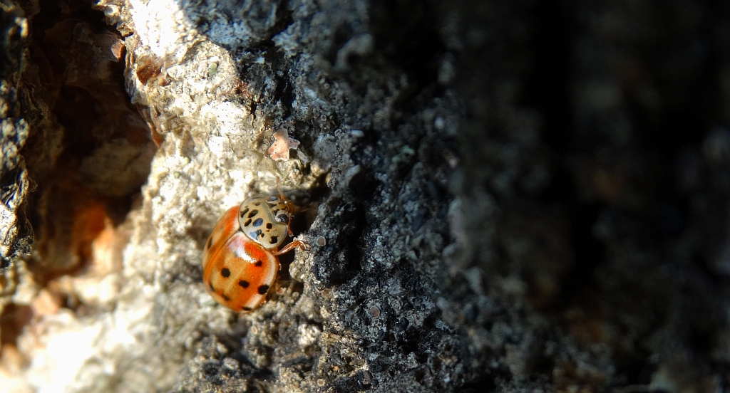 Harmonia quadripunctata