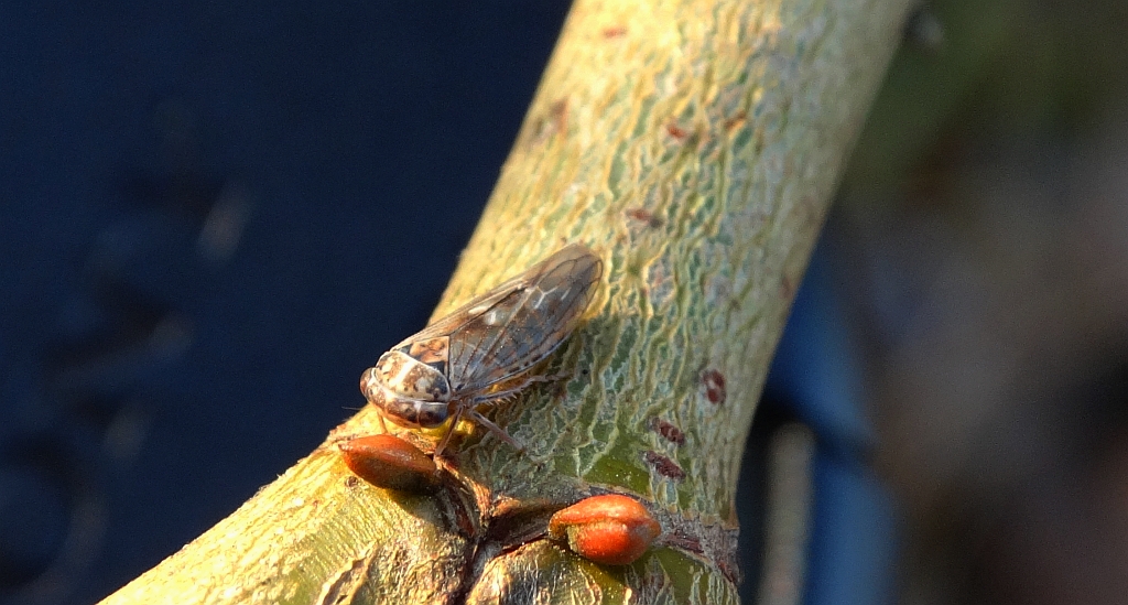 Skoczek zbożowiak (Psammolettix alienus)
