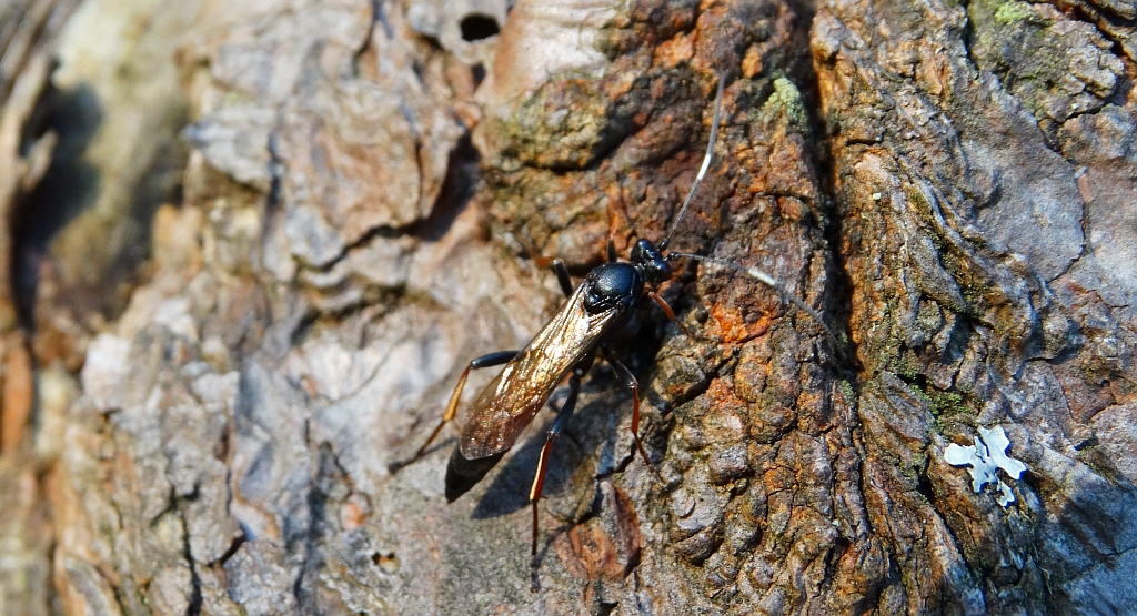 Stenichneumon culpator Gąsienicznik