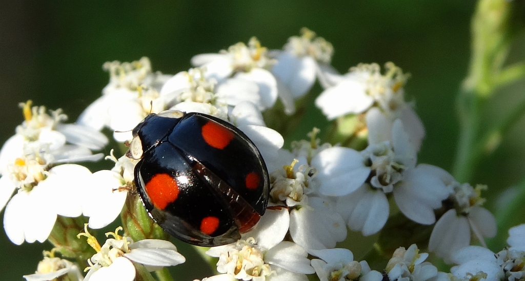Harmonia axyridis