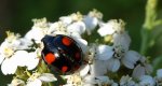 Harmonia axyridis