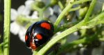 Harmonia axyridis