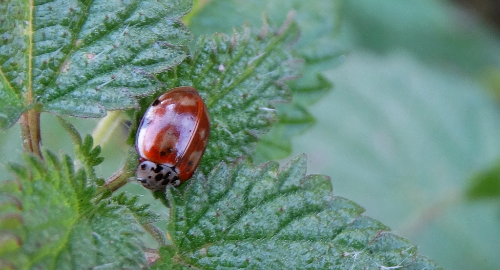 Harmonia quadripunctata