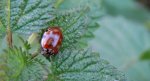 Harmonia quadripunctata