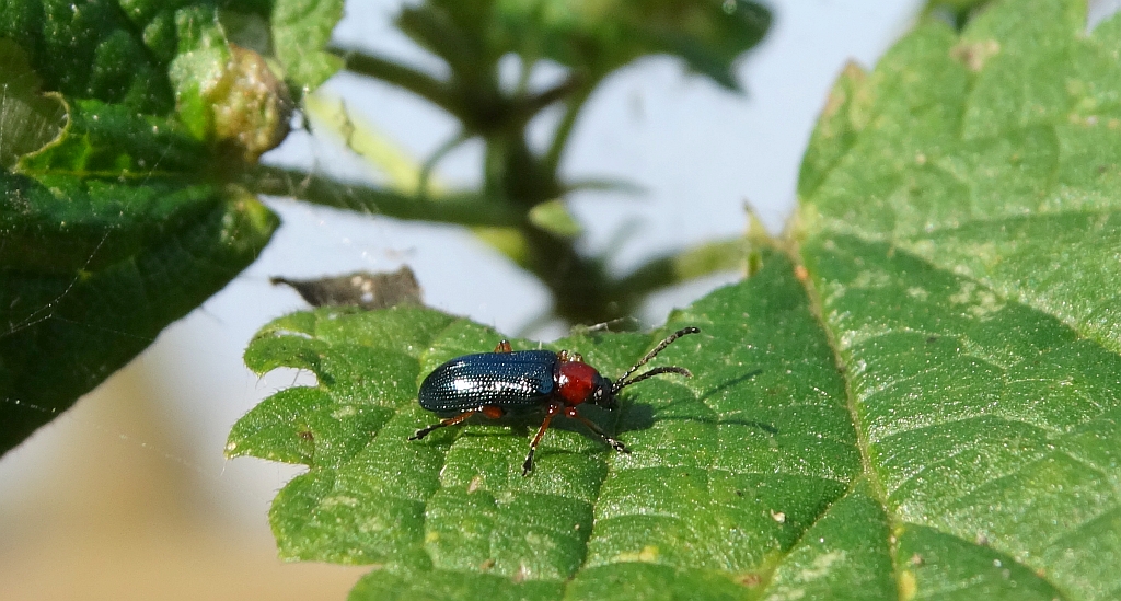 Skrzypionka zbożowa (Oulema melanopus)