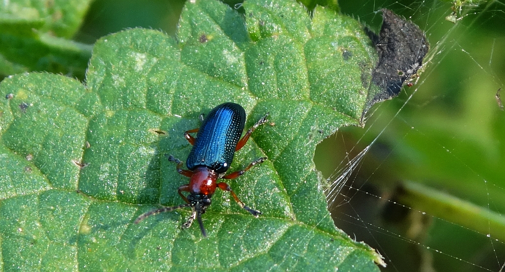 Skrzypionka zbożowa (Oulema melanopus)