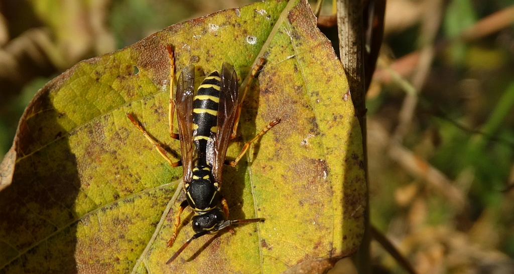 Klecanka łodygowa (Polistes dischofii)