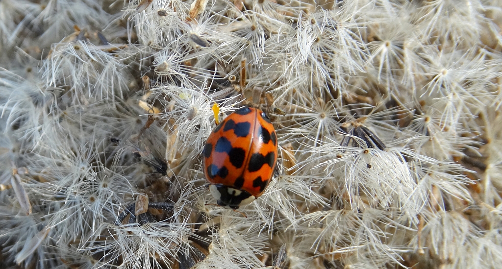 Harmonia axyridis