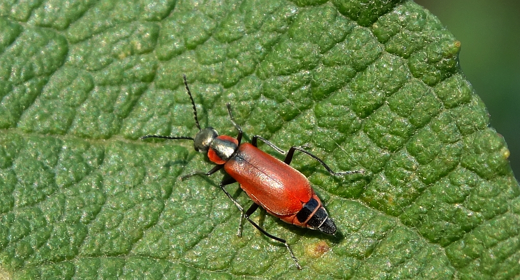 Anthocomus rufus