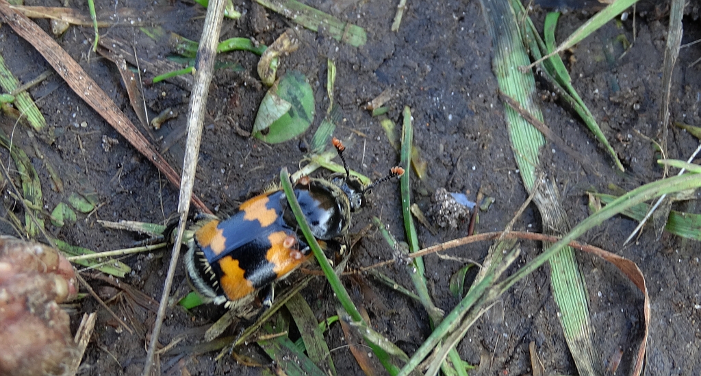 Grabarz pospolity (Nicrophorus vespillo, Necrophorus vespillo)