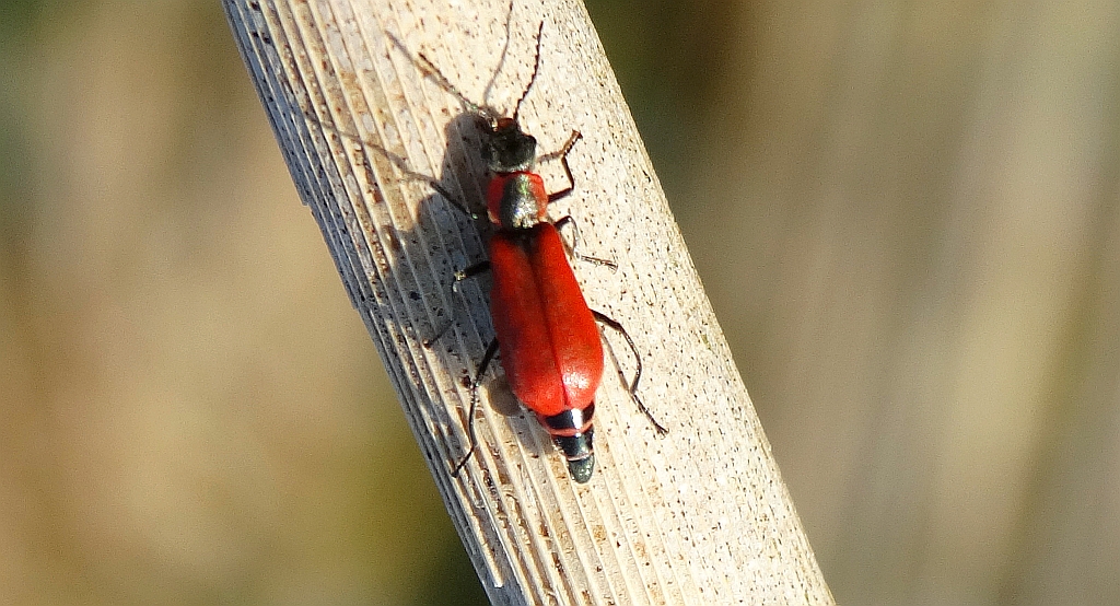 Anthocomus rufus