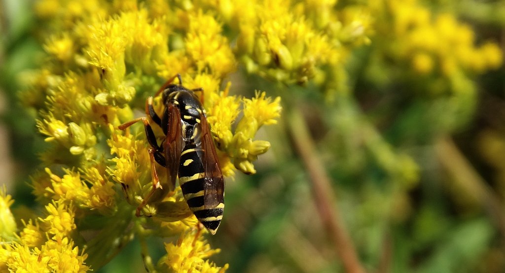 Klecanka łodygowa (Polistes dischofii)