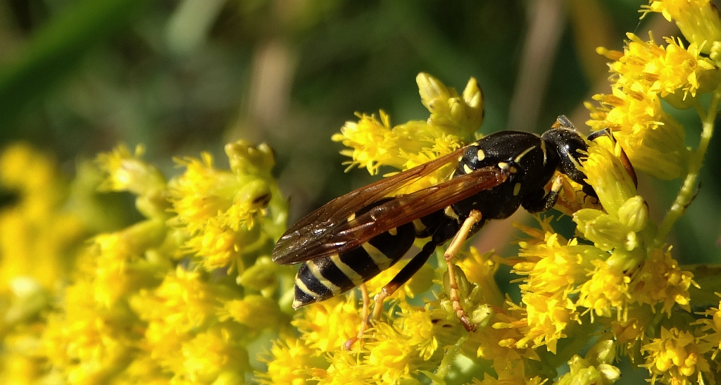 Klecanka łodygowa (Polistes dischofii)