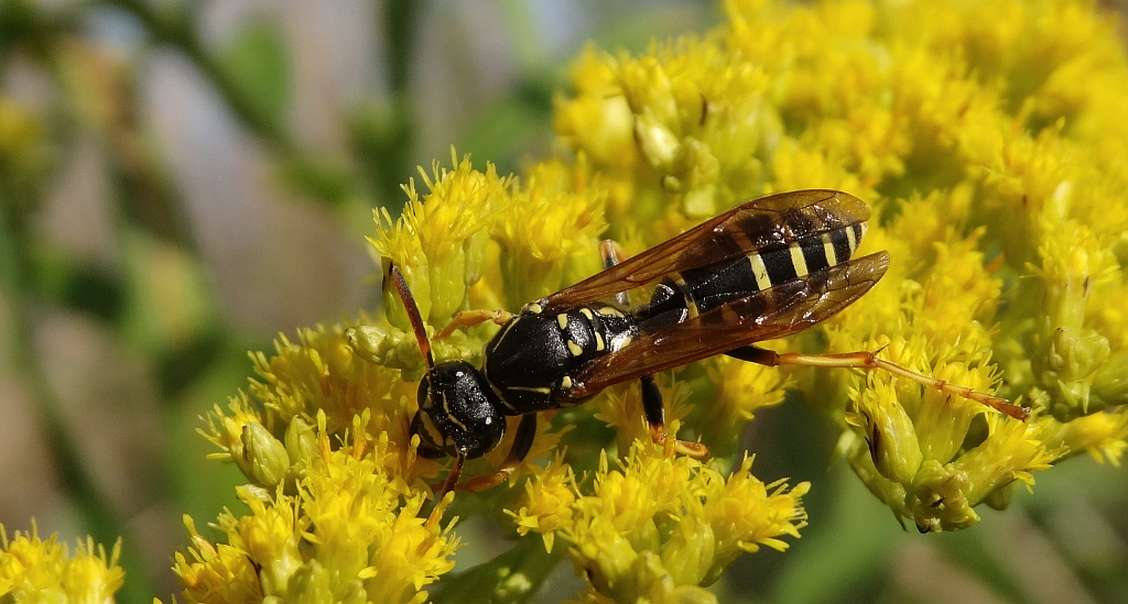 Klecanka łodygowa (Polistes dischofii)