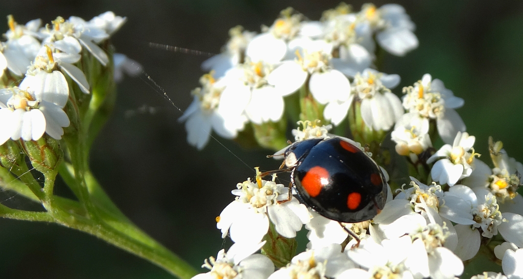 Harmonia axyridis