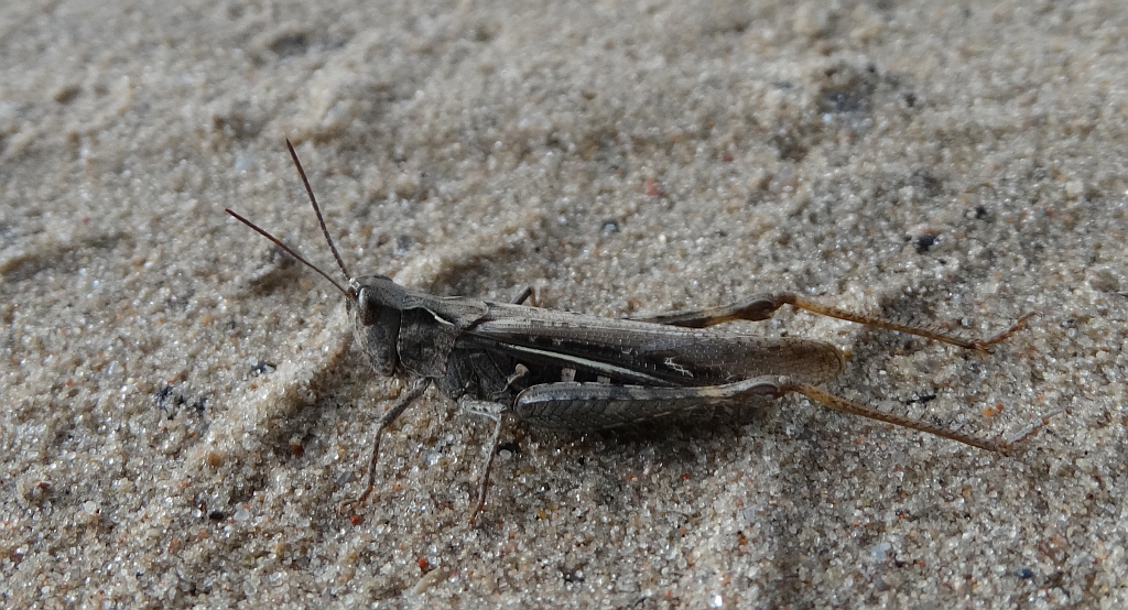 Konik wszędobylski  (Chorthippus albomarginatus)