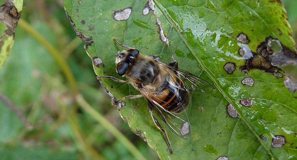 Gnojka trutniowata (Eristalis tenax)
