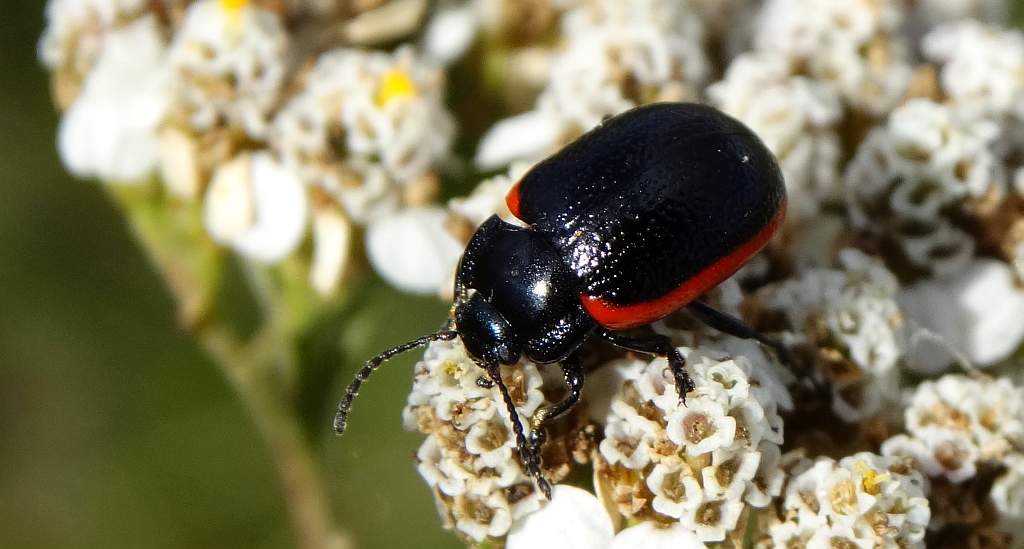 Chrysolina (Stichoptera) sanguinolenta