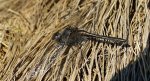 Szablak szkocki, szablak czarny (Sympetrum danae)
