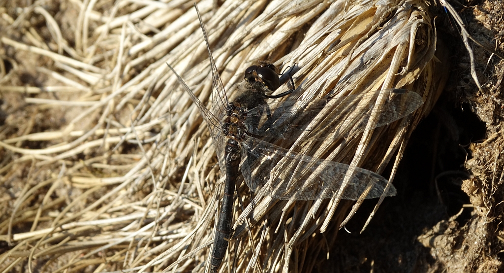 Szablak szkocki, szablak czarny (Sympetrum danae)