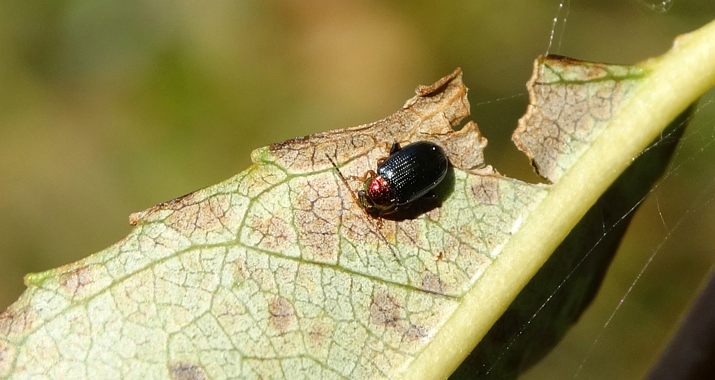Łozówka złotawa (Chalcoides aurata, Crepidodera aurata)