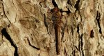 Szablak zwyczajny (Sympetrum vulgatum)