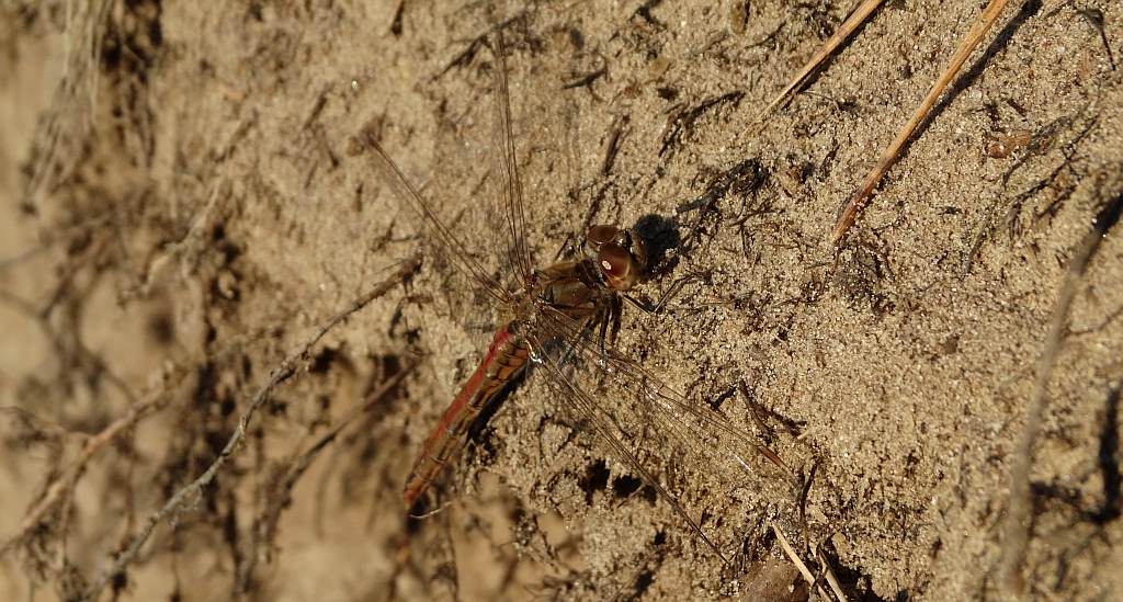 Szablak zwyczajny (Sympetrum vulgatum)