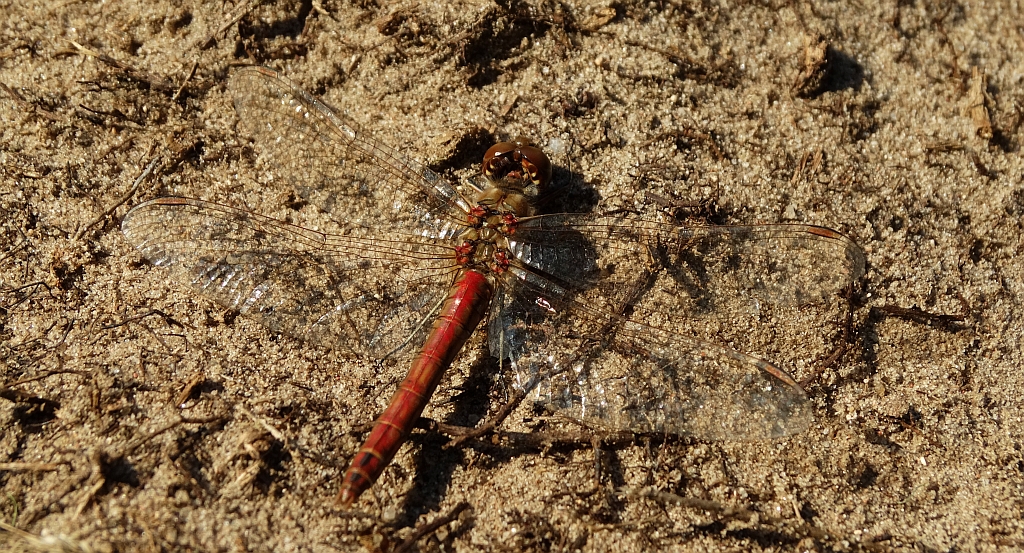 Szablak zwyczajny (Sympetrum vulgatum)