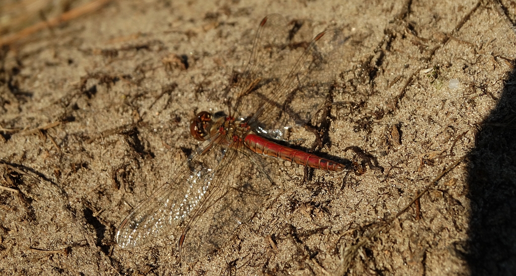 Szablak zwyczajny (Sympetrum vulgatum)