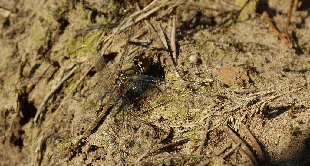 Szablak szkocki, szablak czarny (Sympetrum danae)