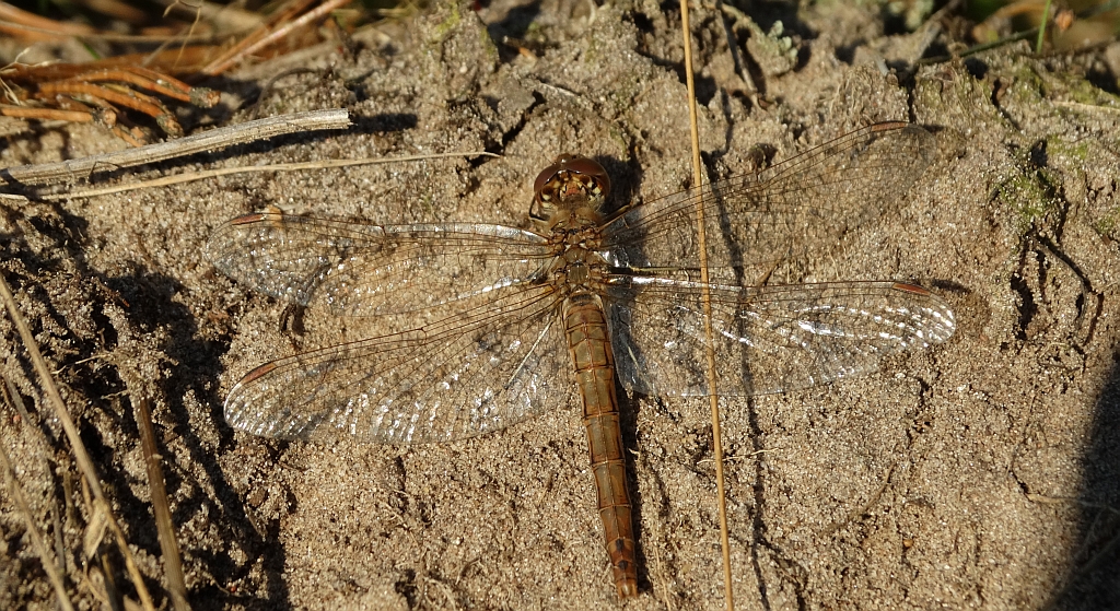 Szablak zwyczajny (Sympetrum vulgatum)