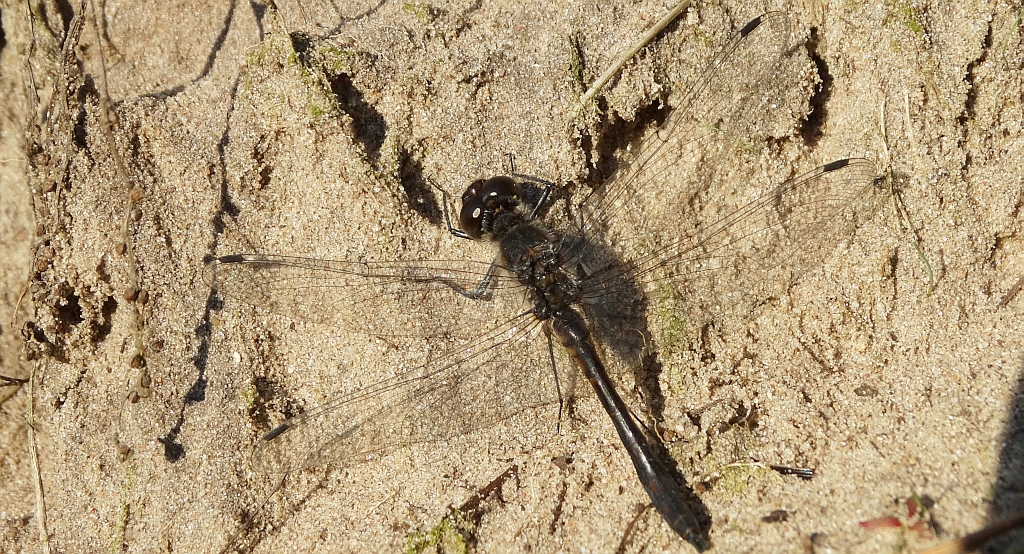 Szablak szkocki, szablak czarny (Sympetrum danae)