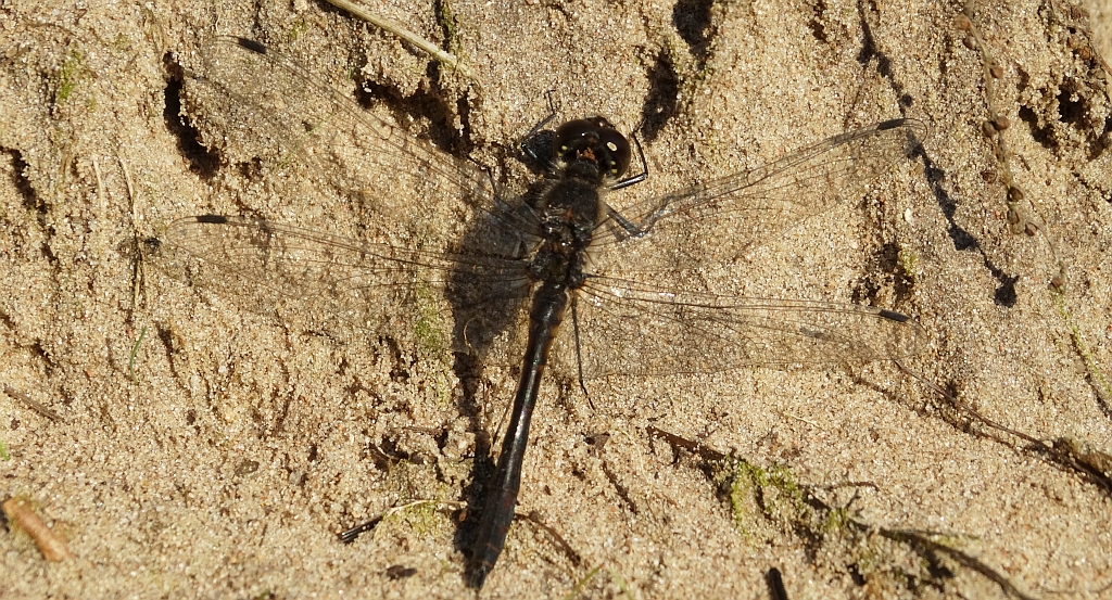 Szablak szkocki, szablak czarny (Sympetrum danae)