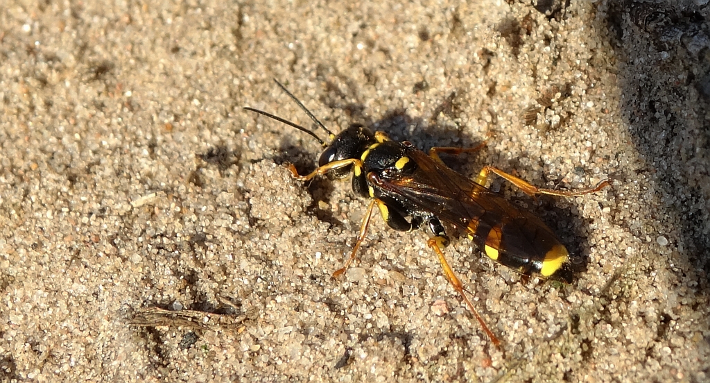 Miodwa łąkowa (Mellinus arvensis)
