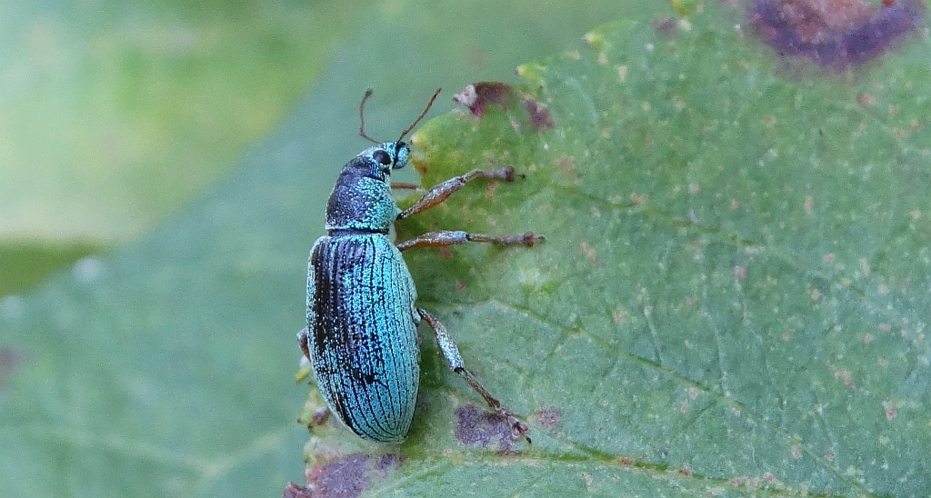 Naliściak (Phyllobius sp.)