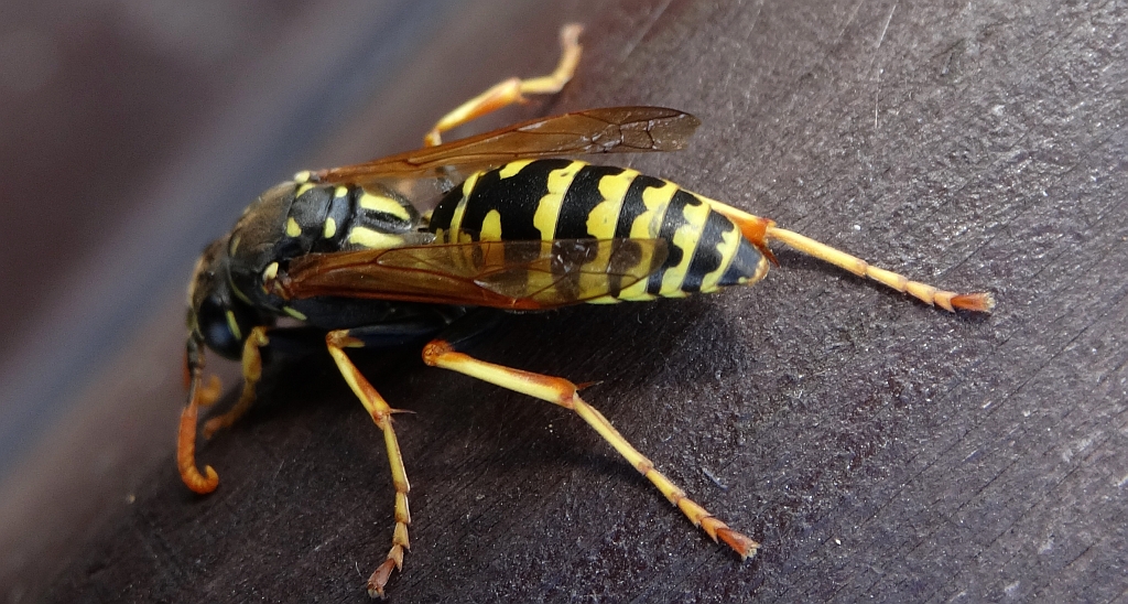 Klecanka rdzaworożna (Polistes gallicus)