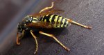 Klecanka rdzaworożna (Polistes gallicus)
