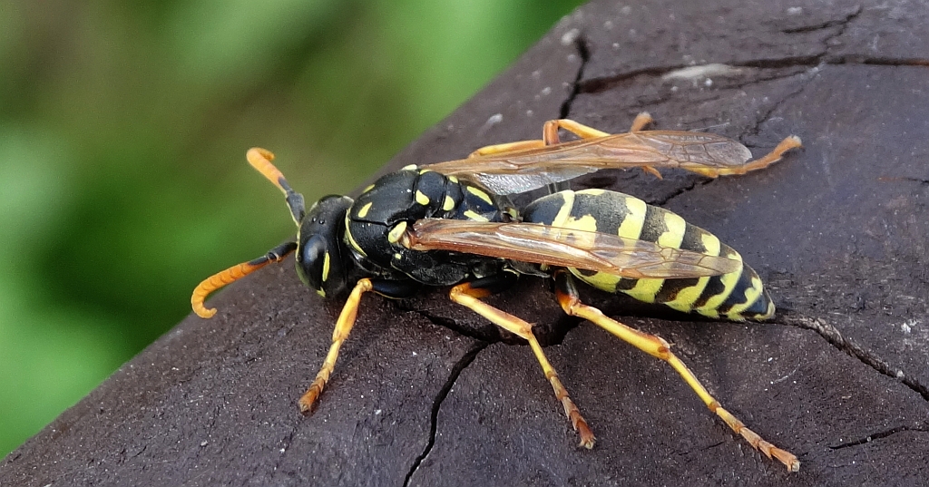 Klecanka rdzaworożna (Polistes gallicus)